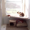 The Cattery
